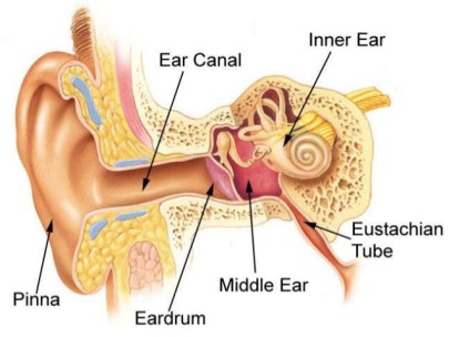 gross-anatomy-of-the-ear-4-638